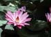 Blooming_of_lotus_flower